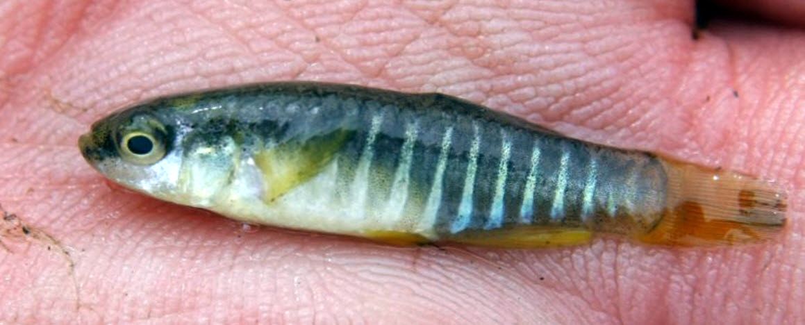 Aphanius fasciatus_macho.jpg